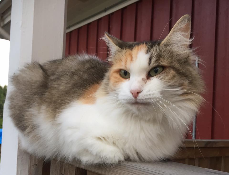 sibirisk katt Colbie